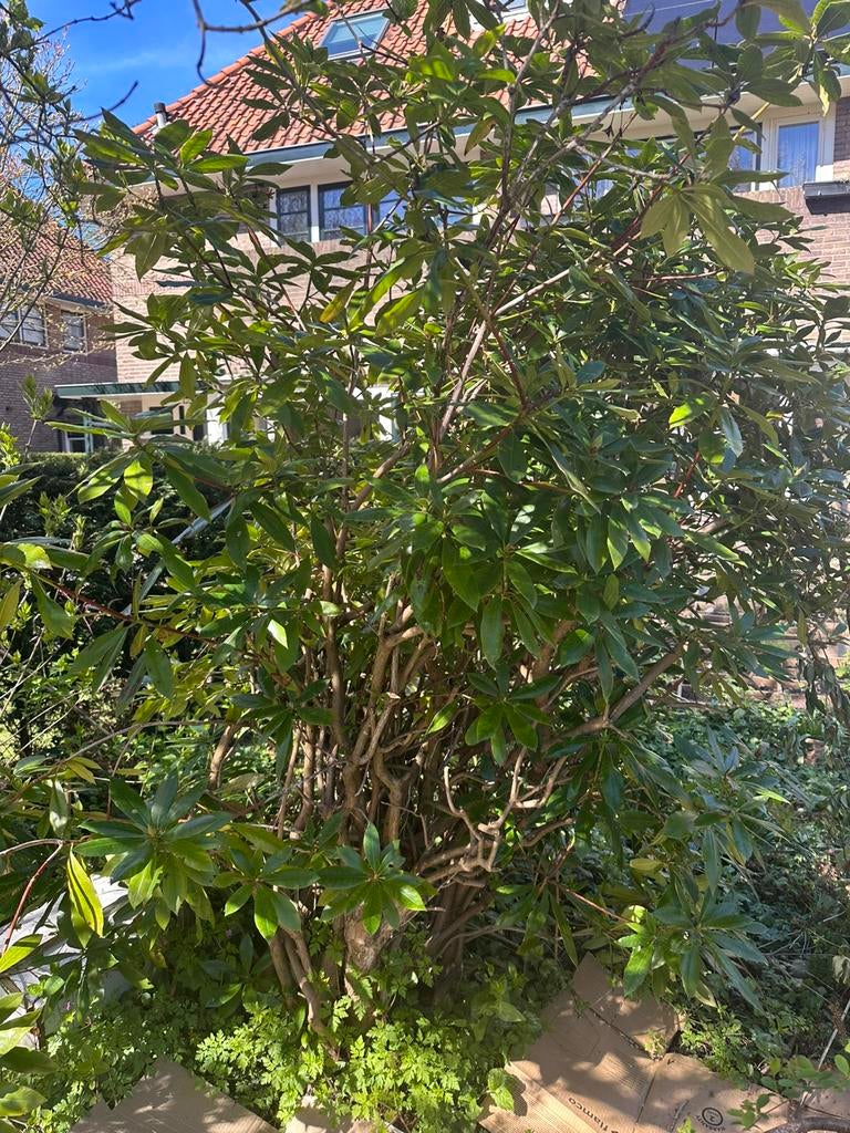 Rhododendron, Ophalen, Rhododendron