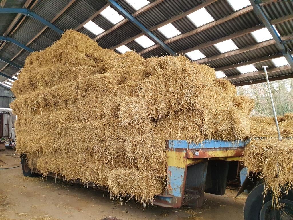 tarwestro, Dieren en Toebehoren, Ophalen, Vee