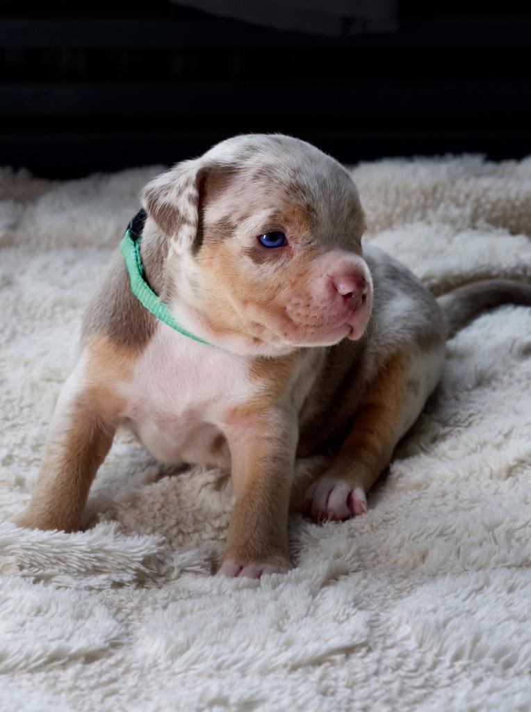 Pocketbully pups te koop, Dieren en Toebehoren, 8 tot 15 weken, Meerdere, Meerdere dieren, Nederland