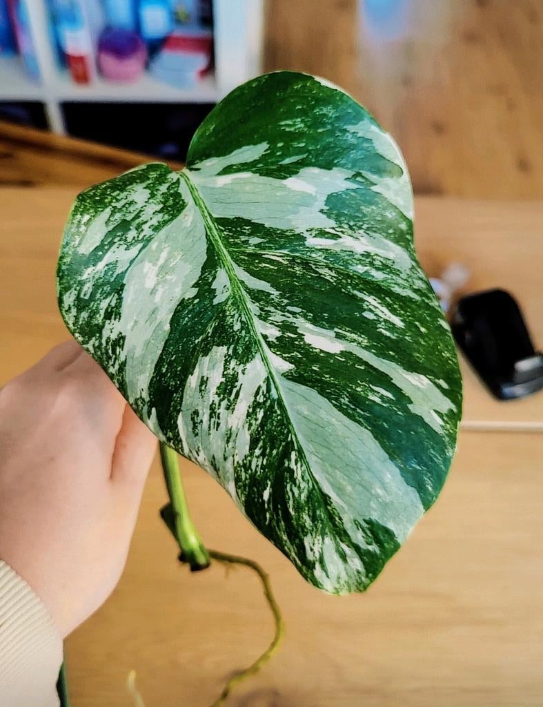 Monstera variegata stek, Huis en Inrichting, Kamerplanten, Ophalen, Halfschaduw, Minder dan 100 cm