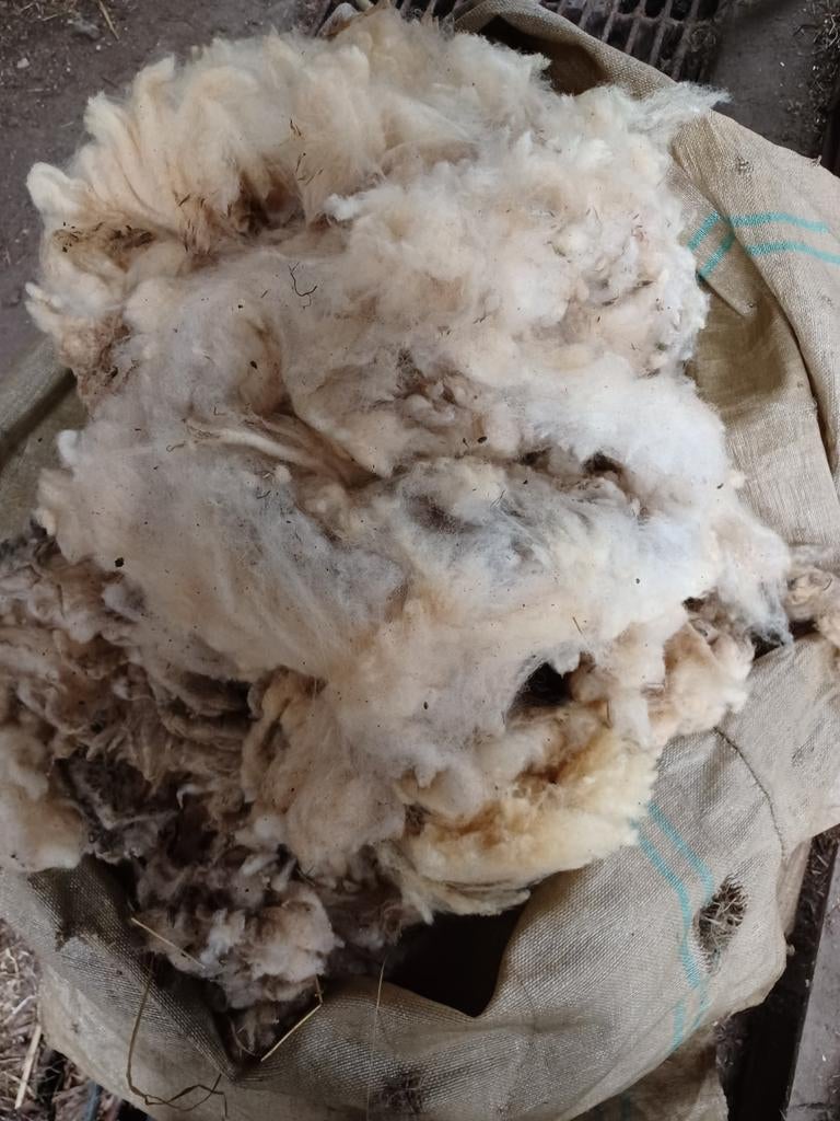 Schapenwol, Hobby en Vrije tijd, Ophalen, Nieuw, Spinwol
