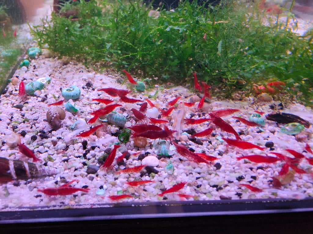 Rode garnalen paasactie!, Dieren en Toebehoren, Vissen | Aquariumvissen, Kreeft, Krab of Garnaal, Zoetwatervis