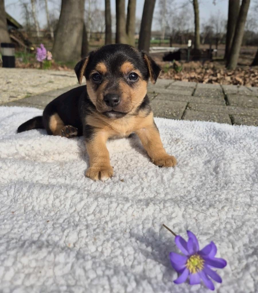 Prachtige jack russel pup, Jack Russell Terriër, 8 tot 15 weken, Teef, Eén hond