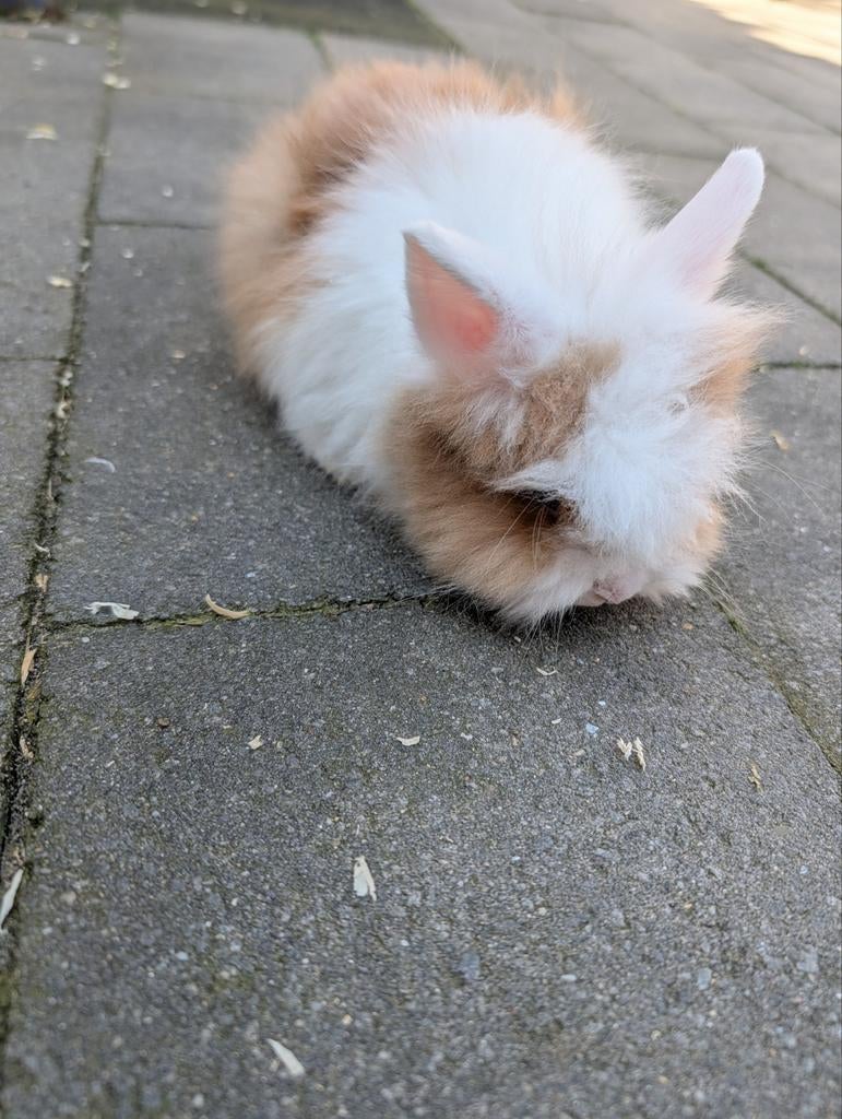 Lief mannetjes konijn 6 weken oud, Dieren en Toebehoren, Konijnen, Mannelijk