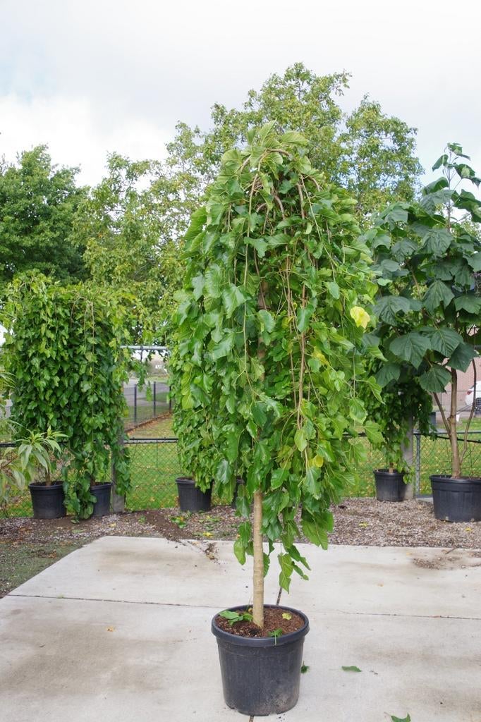 moerbei boom morus alba pendula treurvorm moerbei, Tuin en Terras, Planten | Bomen, Overige soorten, Volle zon, In pot, Ophalen