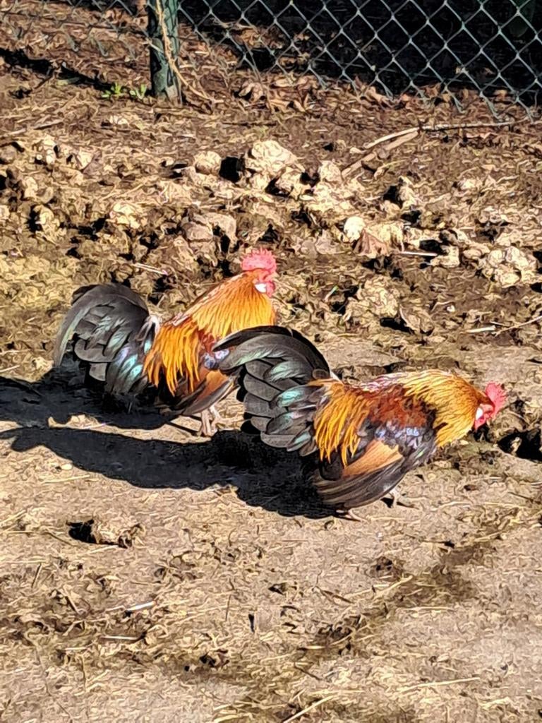 Mooie kriel haantjes., Dieren en Toebehoren, Mannelijk, Kip