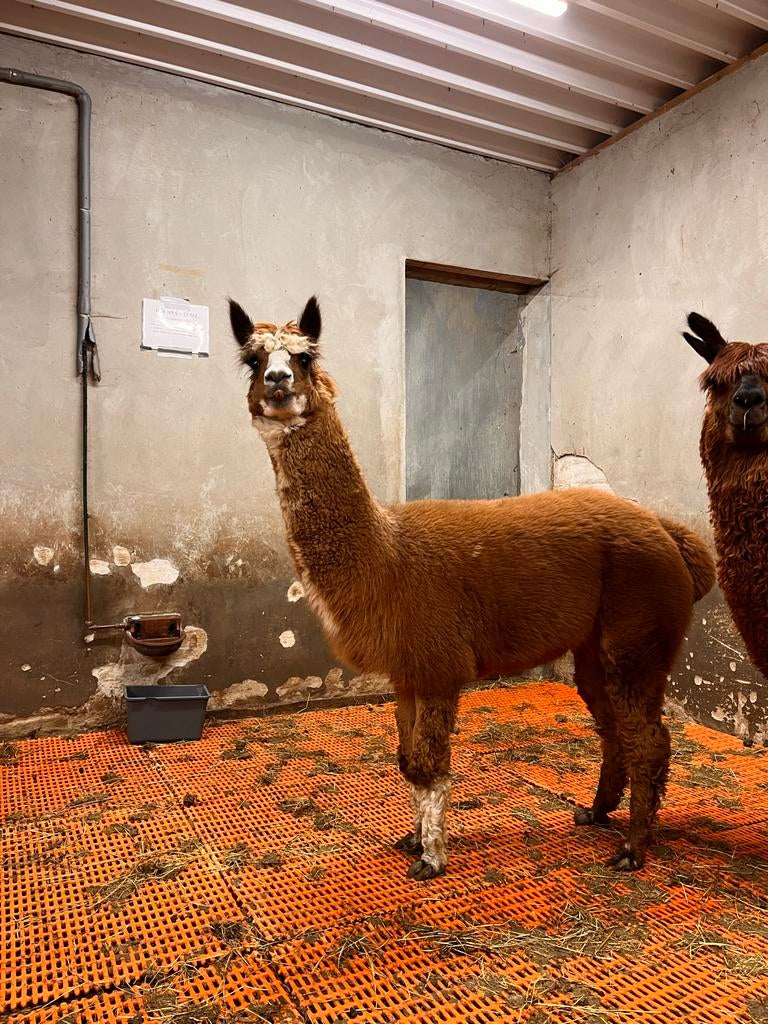 Alpaca Hengst Boris - 5 jaar oud, Dieren en Toebehoren, Juli, Mannelijk