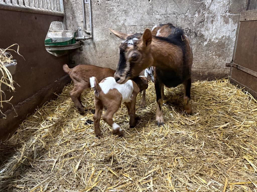 Tk dwerggeit met 2 lammeren, Dieren en Toebehoren, Schapen, Geiten en Varkens, Meerdere dieren, Geit