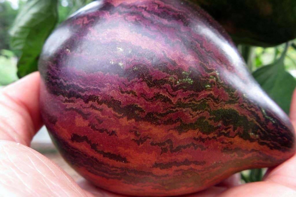 2e  paasdag ben ik op de hobbytuin in het kasje.In Heemskerk, Tuin en Terras, Planten | Tuinplanten, Ophalen of Verzenden, Overige soorten