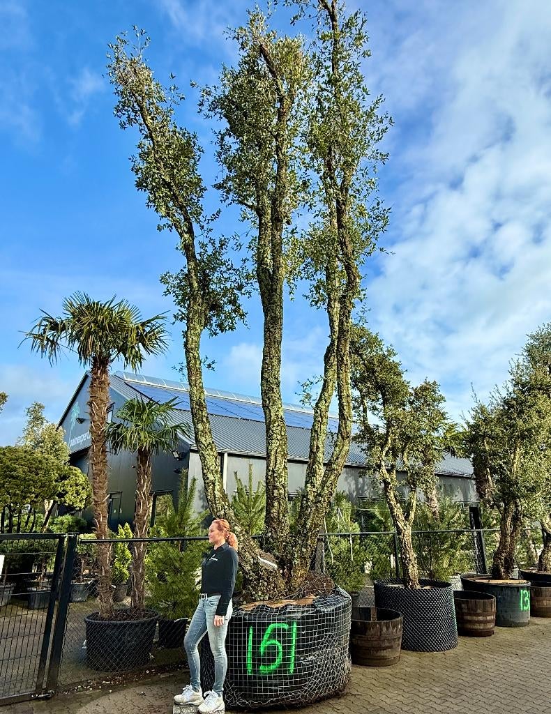 De grootste kurkeik van Nederland te koop @ Palmexpert nr151, Ophalen, Overige soorten