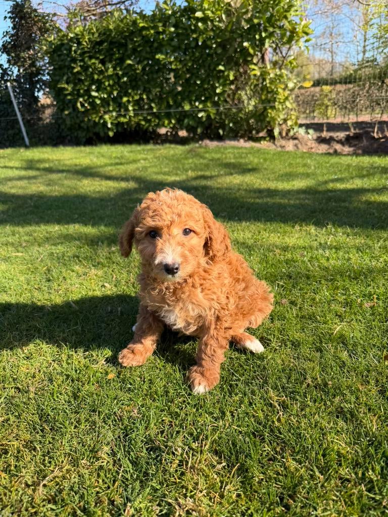 Mini Doodle (Dwerg Poedel x Mini Labradoodle) pups, Poedel, Parvo, Nederland, 8 tot 15 weken