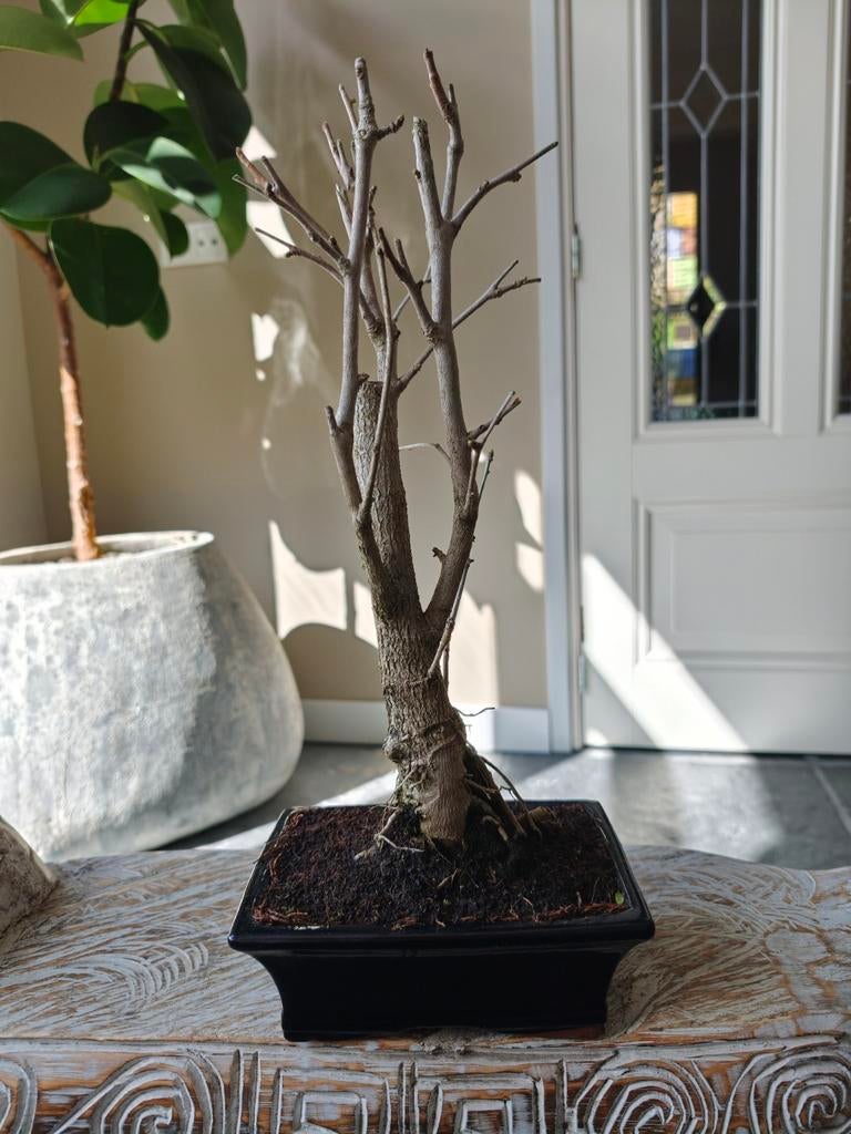 Ginkgo Biloba bonsai, Bloeit niet, Halfschaduw, Minder dan 100 cm, Overige soorten