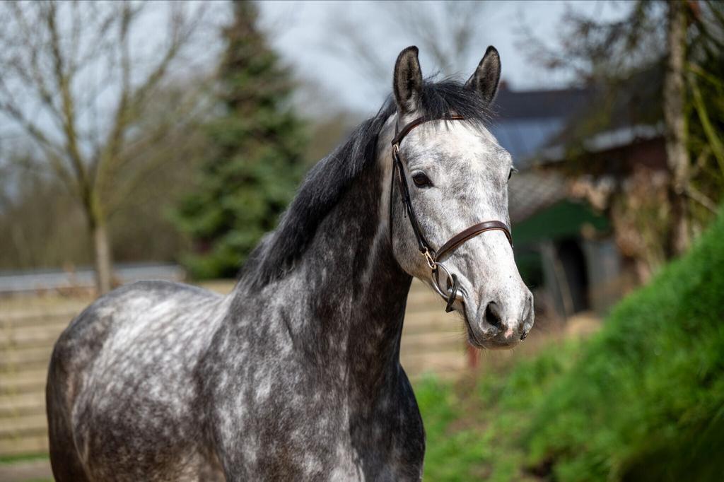 8 jarige ruin Zeppe blue x Burggraaf, Dieren en Toebehoren, Paarden, Springpaard, Ruin, 3 tot 6 jaar, 160 tot 165 cm