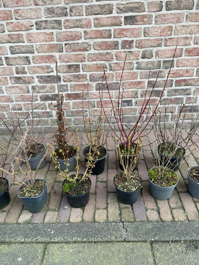 Voordeel voorjaars aanbieding!, Tuin en Terras, Volle zon, Vaste plant, Lente, Ophalen