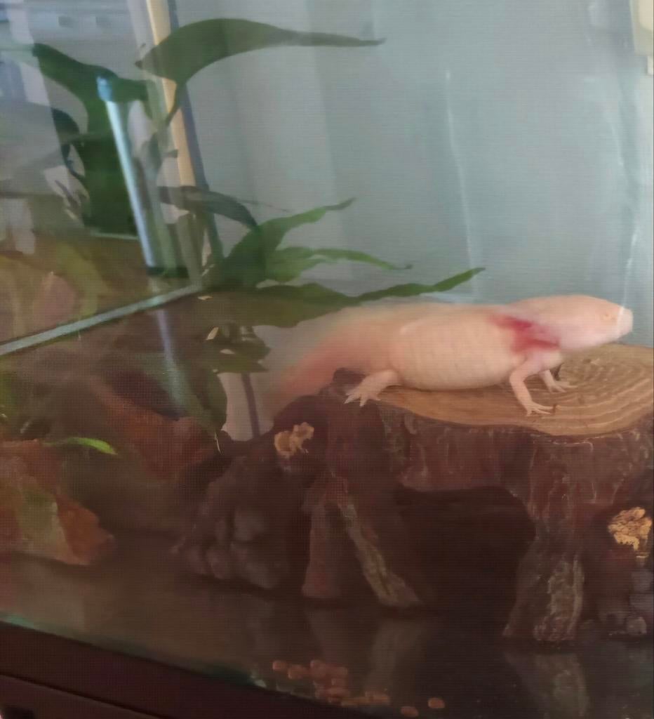 Axolotl man, Dieren en Toebehoren, Reptielen en Amfibieën