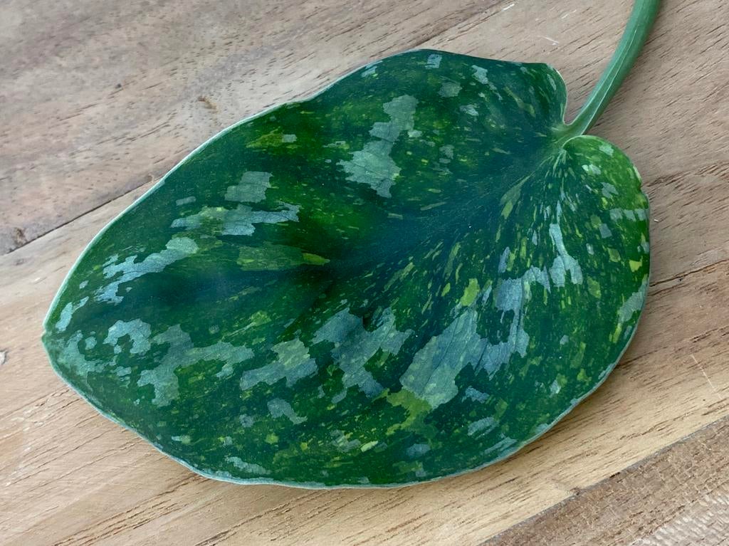 Scindapsus Baticon Variegata Stek #6, Huis en Inrichting, Kamerplanten, Ophalen of Verzenden, Halfschaduw, Minder dan 100 cm