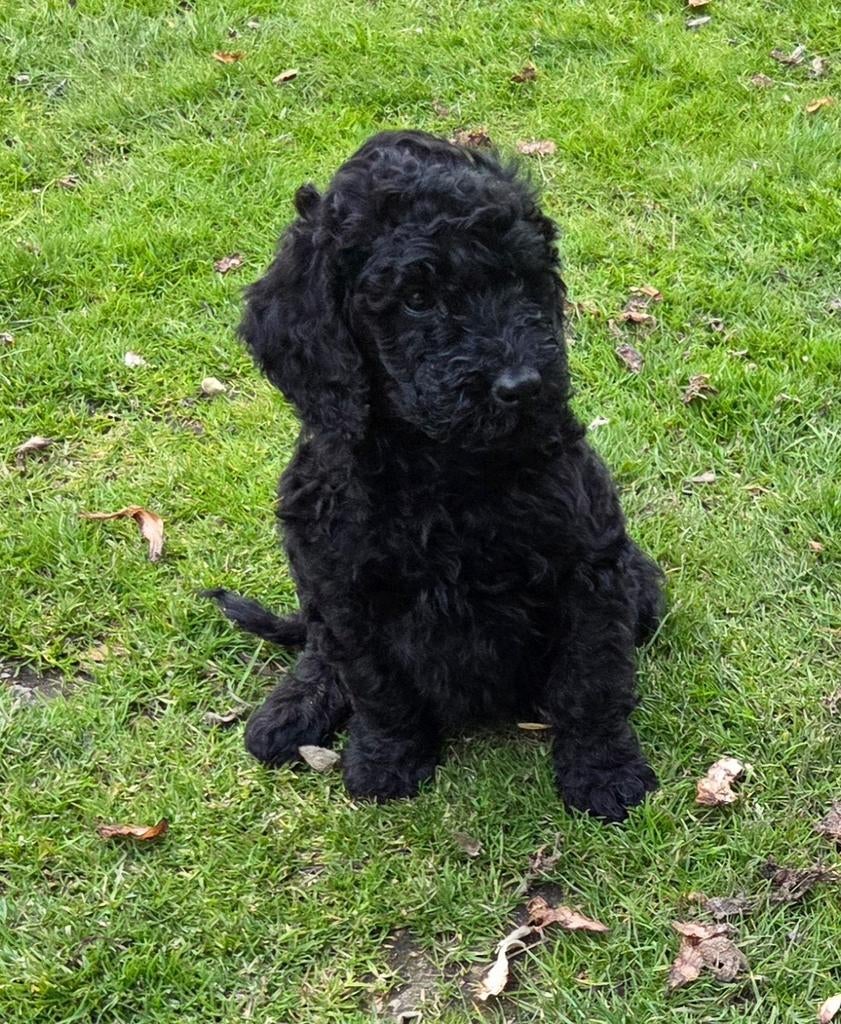 Labradoodle pup kleine medium F4 teefje zwart, Parvo, Overige rassen, 8 tot 15 weken, Teef