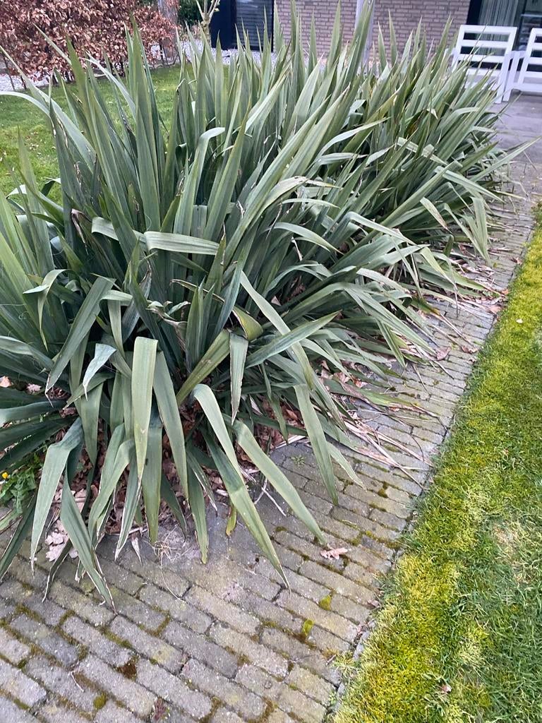 Grote volwassen Yucca planten - Nu verplanten!, Tuin en Terras, Planten | Tuinplanten, Volle zon, Vaste plant, Zomer, Ophalen