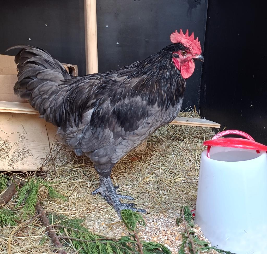 Australorp haan 4,5 maand oud, Dieren en Toebehoren, Pluimvee, Mannelijk, Kip