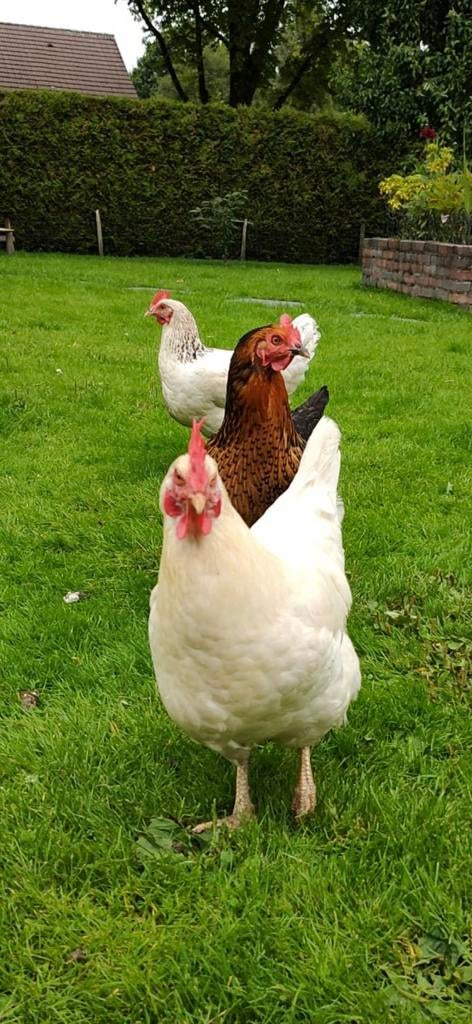 Kippen met eventueel nachthok en ren, Dieren en Toebehoren, Pluimvee, Vrouwelijk, Kip