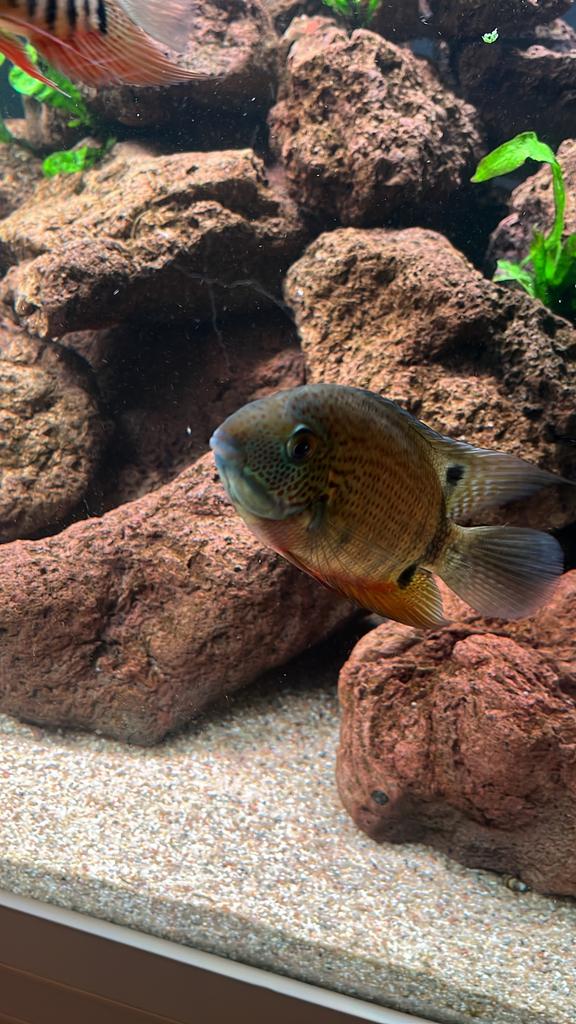 Heros severum rotkeil en turquoise, Vis