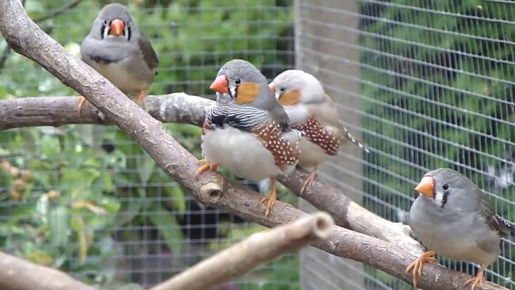 Zebravinken, Dieren en Toebehoren, Vogels | Overige Vogels, Mannelijk