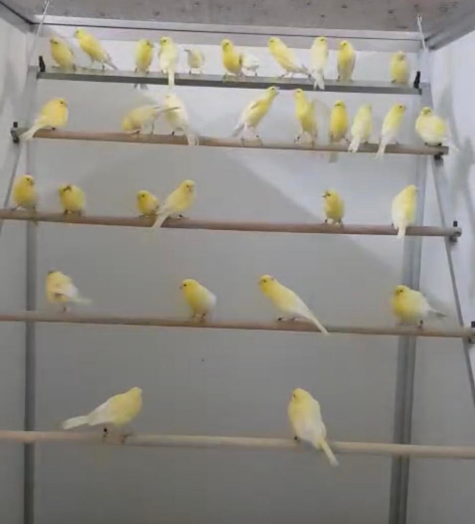 Watetslager kanarie poppen te koop, Vrouwelijk, Zangkanarie