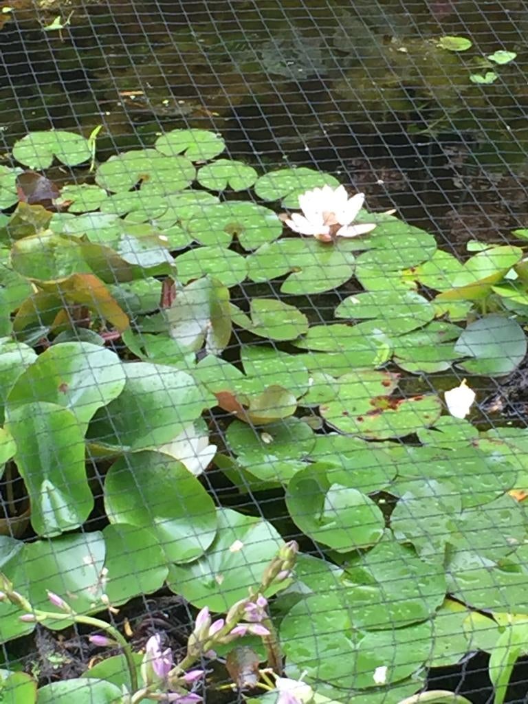 Witte waterlelie, Nymphaea alba vijverplant, Overige soorten, Volle zon, Vaste plant, Ophalen of Verzenden