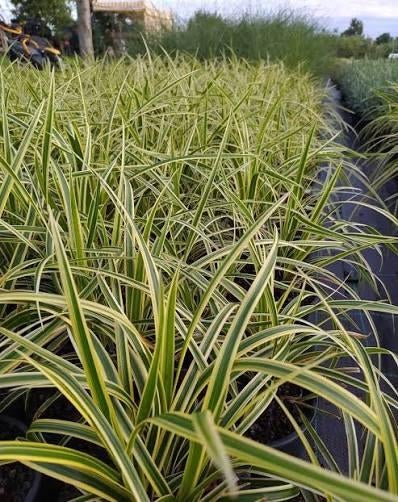 Carex morrowii goldband. Bont siergras, P9 planten, Vaste plant, Siergrassen, Ophalen of Verzenden, Halfschaduw
