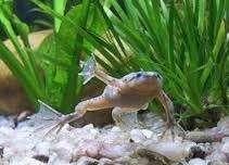 Dwergklauwkikker - kikker - leuk voor in je aquarium., Dieren en Toebehoren, Vissen | Aquariumvissen, Zoetwatervis, Vis