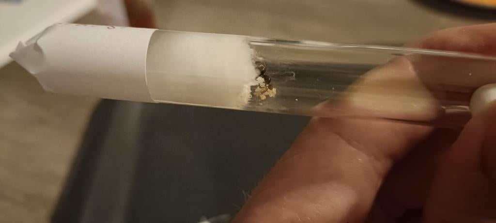 Lasius Flavus koningin met 5+ werksters en broed, Mieren