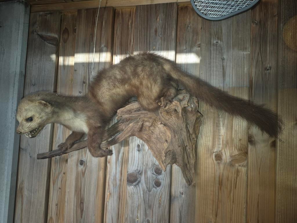 Opgezette Steenmarter in goede staat, Verzamelen, Dierenverzamelingen, Ophalen of Verzenden