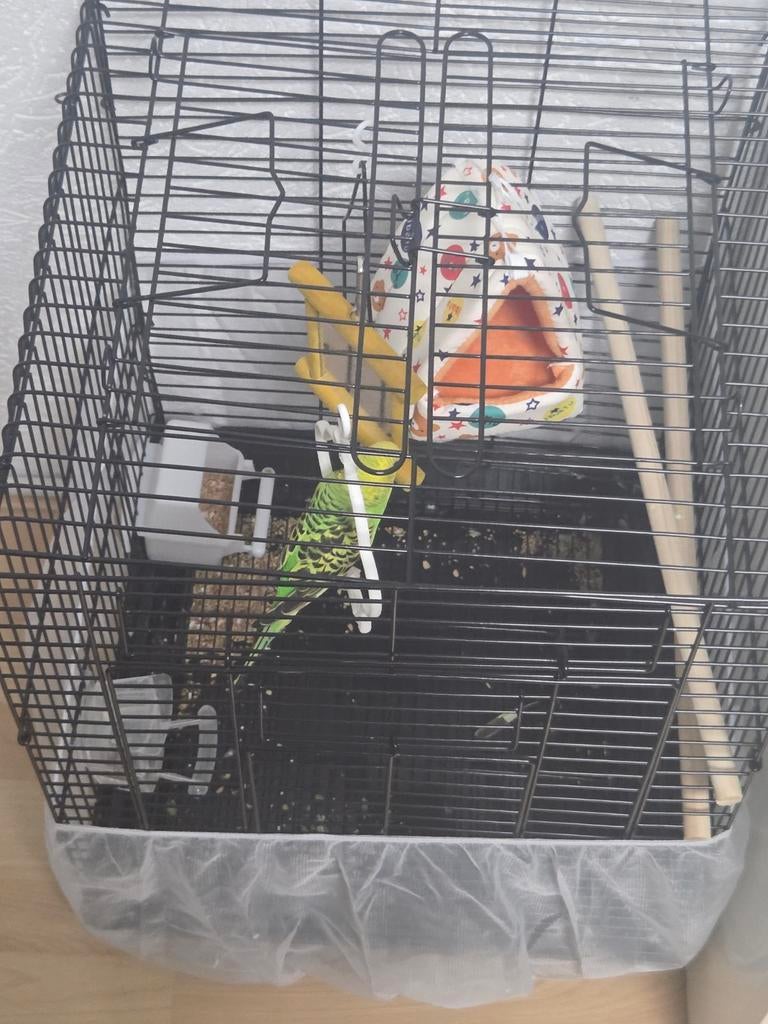 papegaai, Ophalen of Verzenden