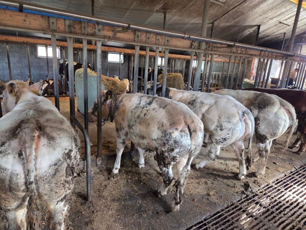 Mooie luxe dikbil pinken., Mannelijk