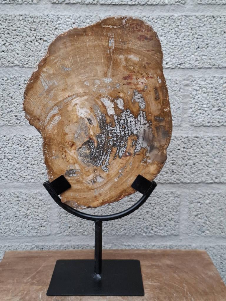 Versteend hout op standaard no 4, Ophalen of Verzenden, Mineraal