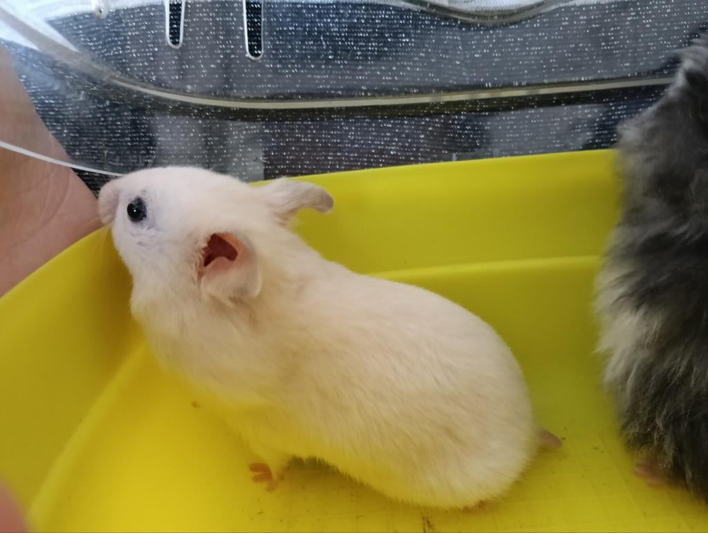 Goudhamster, Hamster, Februari, Mannelijk, Tam