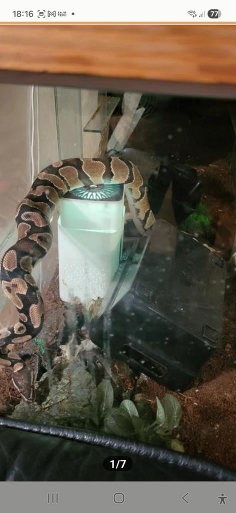 Retielen mooie phyton met terarium, Dieren en Toebehoren, Reptielen en Amfibieën | Toebehoren, Ophalen of Verzenden, Zo goed als nieuw