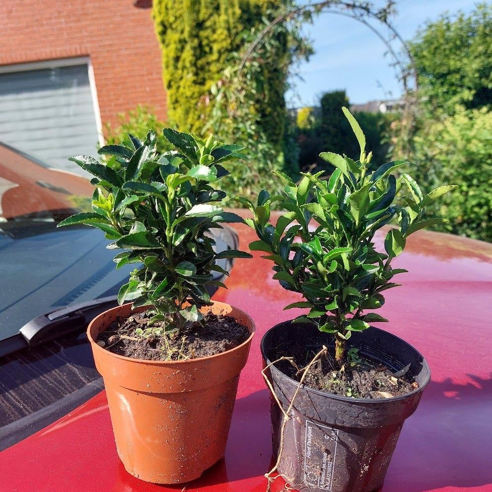 Euonymus green spire(Beste buxus vervanger), Tuin en Terras, Planten | Struiken en Hagen, Ophalen, Overige soorten, Haag, Minder dan 100 cm