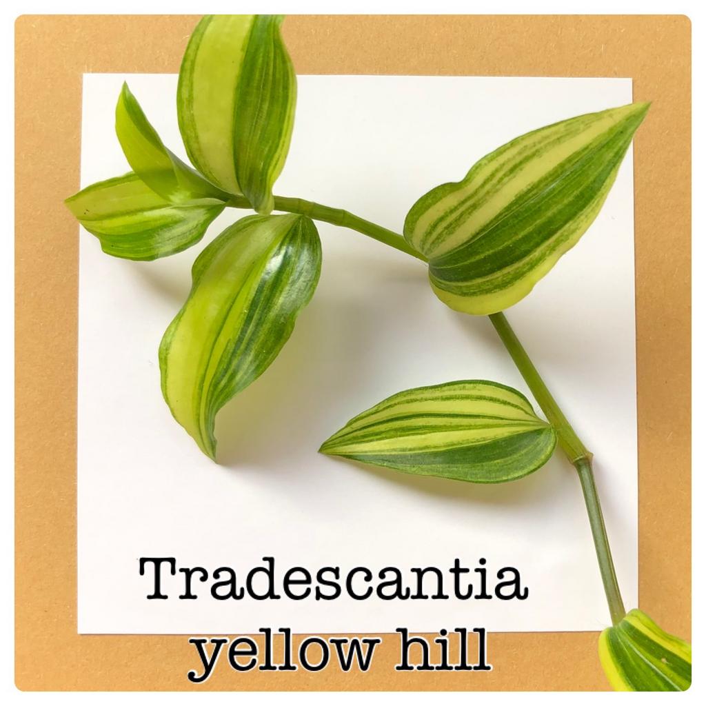 13. tradescantia yellow hill €1,75, Huis en Inrichting, Kamerplanten, Ophalen of Verzenden, Halfschaduw, Minder dan 100 cm