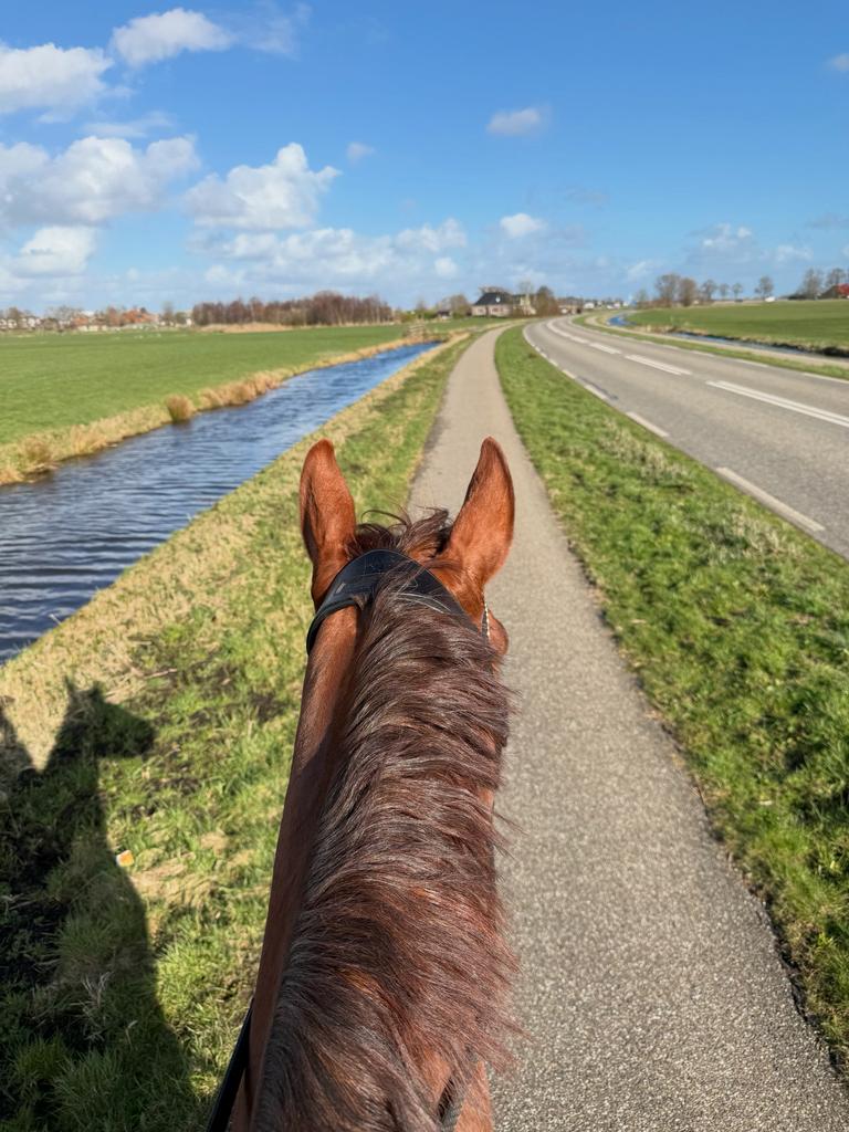 Plek vrij op kleinschalige stal voor paard of pony., Stalling