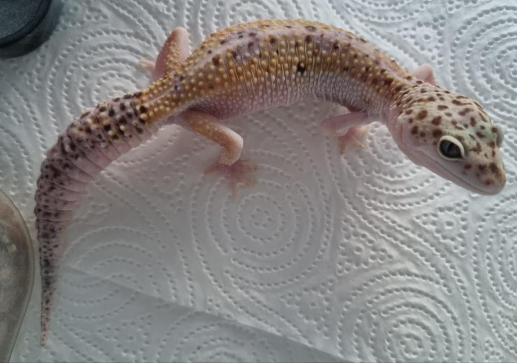 0.1 w&y mack snow het eclipse luipaardgekko, Hagedis, 0 tot 2 jaar