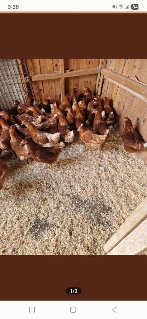 Te koop jonge legkippen, Dieren en Toebehoren, Pluimvee, Vrouwelijk, Kip