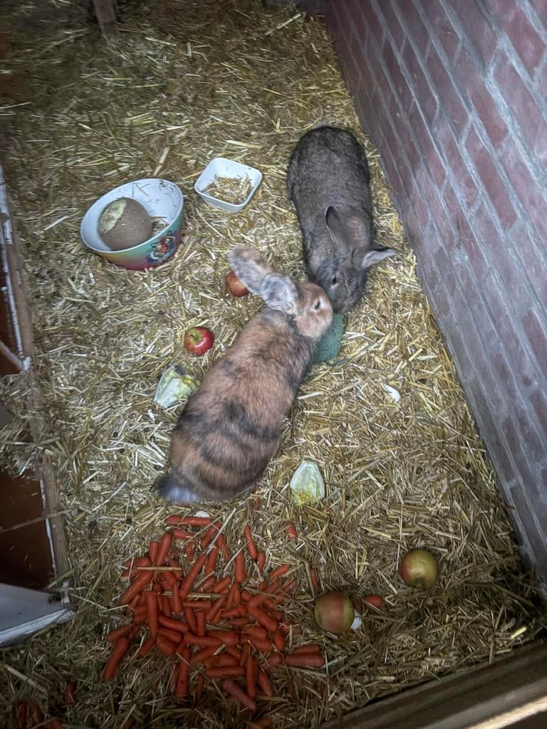 2 vlaamse reuzen, Juni, Meerdere dieren, Overige typen, Tam