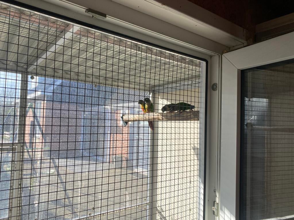 Bieden, Mannelijk, Parkiet