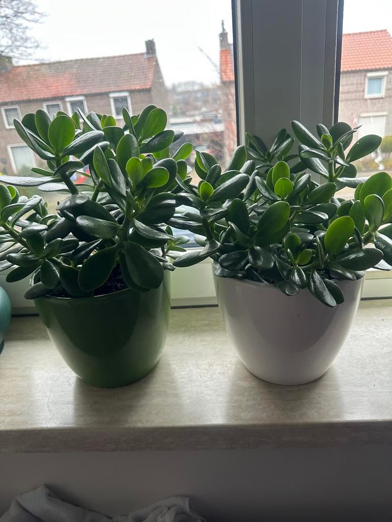 Crassuela, Ophalen, Halfschaduw, Minder dan 100 cm