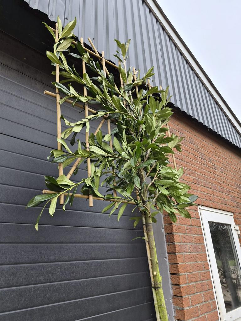 Lei laurier prunus laurier leiboom leibomen lei portugese, Bloeit niet, Leiboom, Halfschaduw, Ophalen of Verzenden