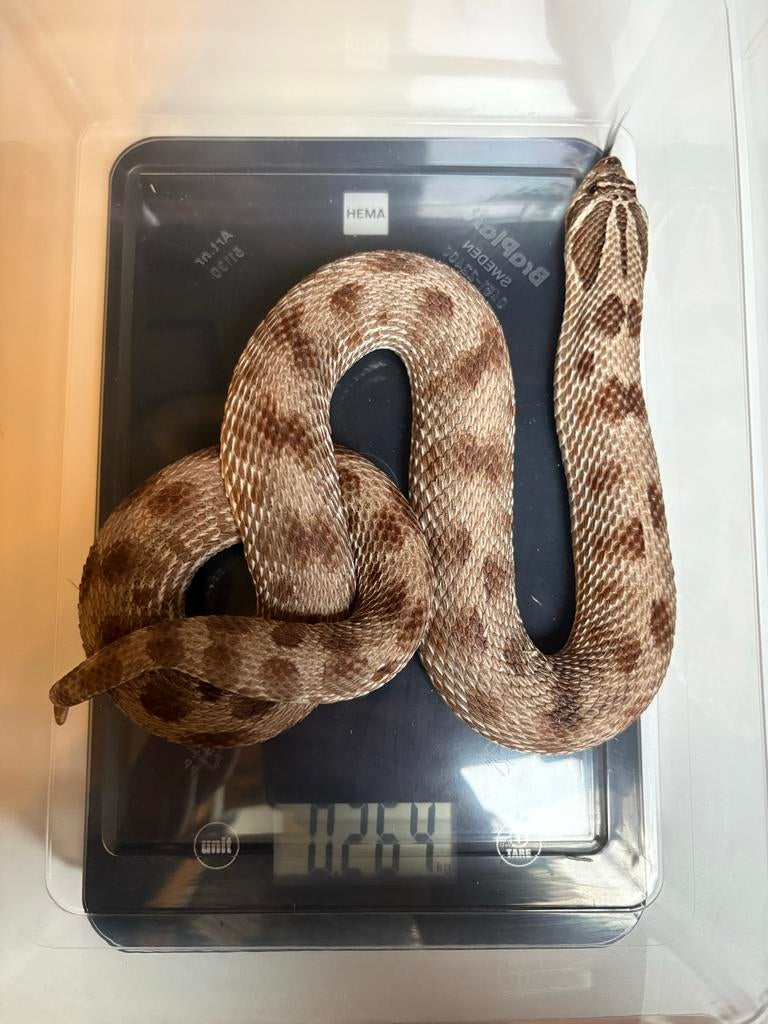 Heterodon nasicus Conda het Hypo 0.1, Slang, 7 tot 10 jaar