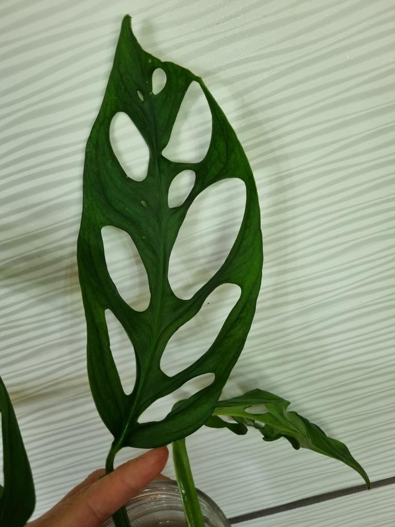 monstera adansonii indo stek, Huis en Inrichting, Kamerplanten, Ophalen of Verzenden, Halfschaduw, Minder dan 100 cm