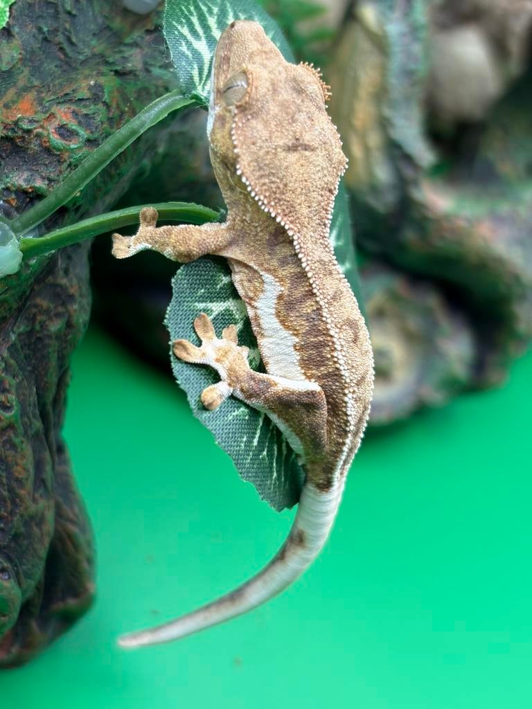 Correlophus Ciliatus - Wimpergekko baby’s, Dieren en Toebehoren, Hagedis, 0 tot 2 jaar