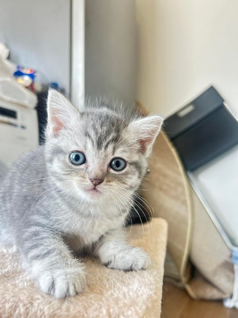 Britskort haar vast prijs 350 voor minder app niet, Poes, 0 tot 2 jaar